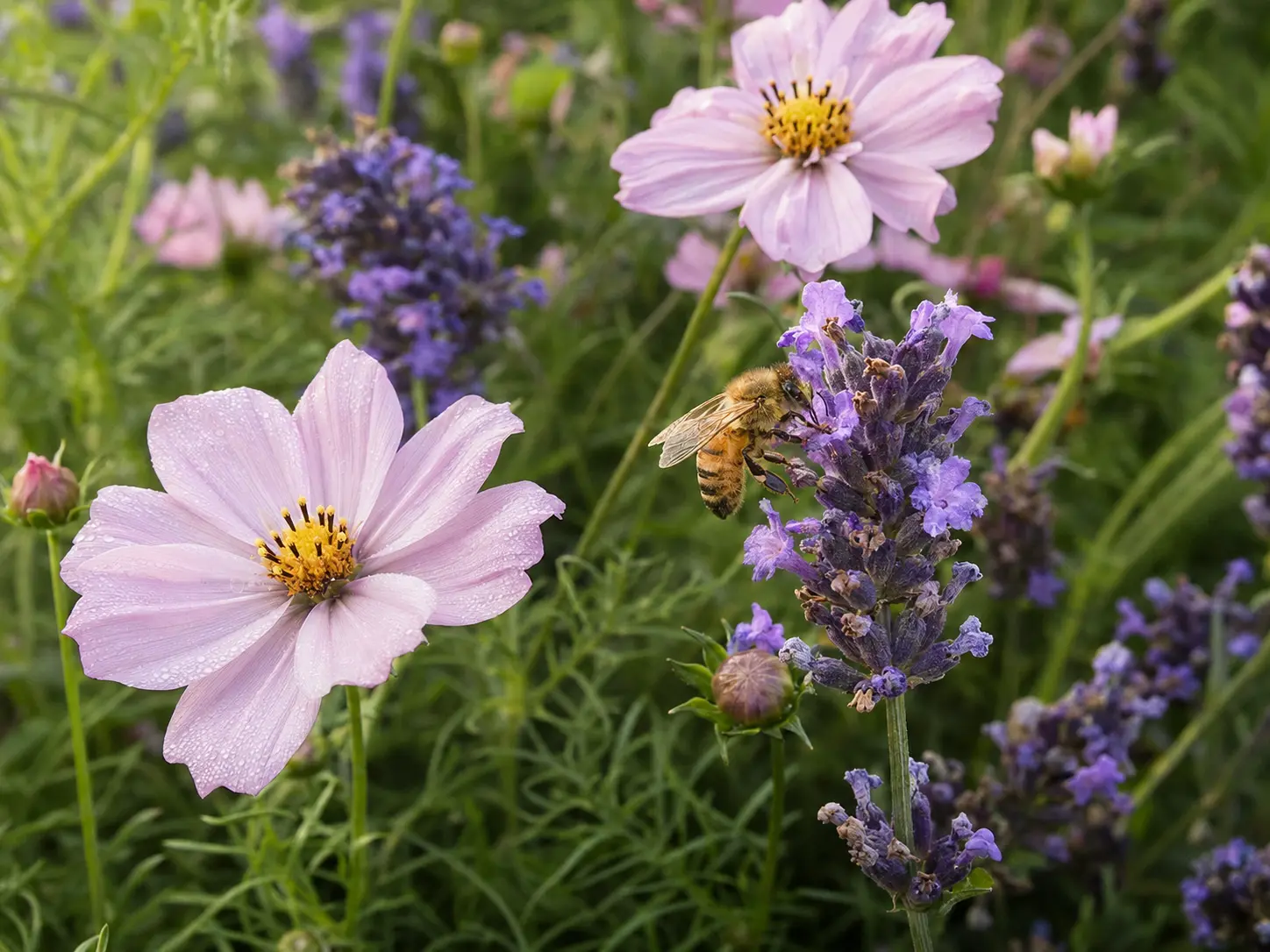 Biene auf einer Blüte zwischen Lavendel und Kosmeen